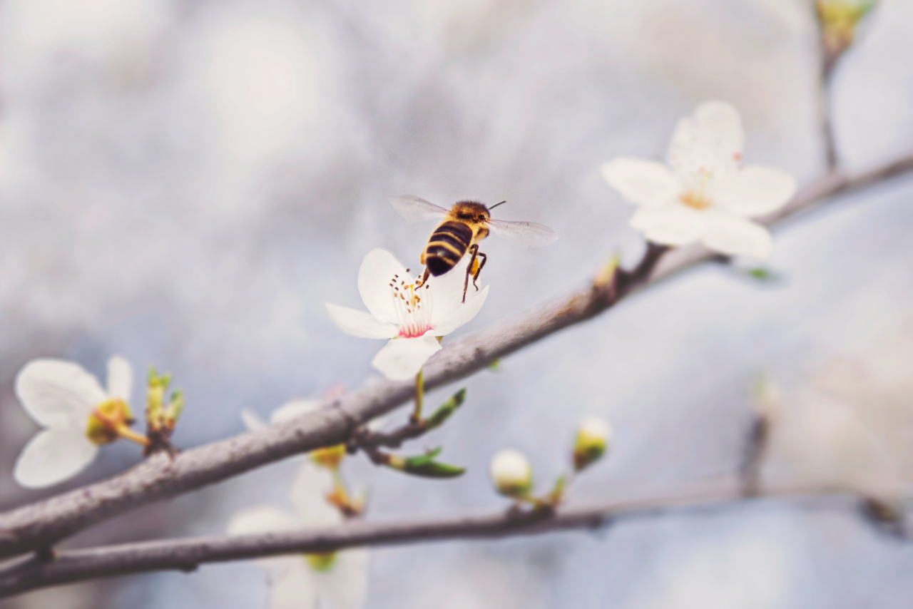 abeille fleurs pollinisation